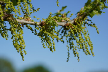 Oak tree quercus flowers with pollen close up. Pollen that cause allergic reactions and hay fever for many people. Garbsen, Lower Saxony, Germany in the month of May.