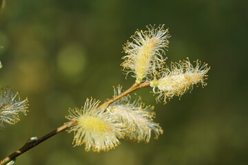 Salix alba, flowering white willow tree in spring, pollen and catkins close up. Pollen that cause allergic reactions and hay fever for many people. Garbsen, Lower Saxony, Germany in the month of May.