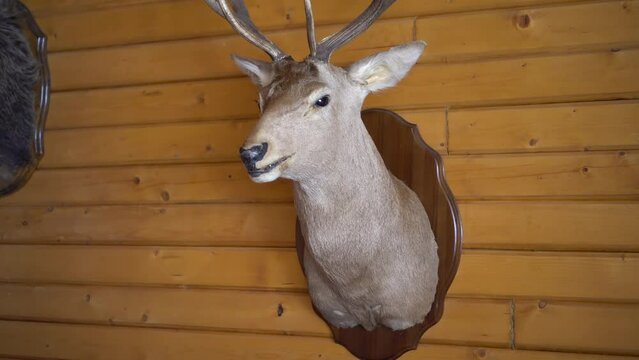 A stuffed deer on the wall. Deer head with antlers in a hunting lodge.