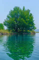 árbol junto a un lago