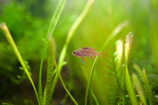 Microfish Species Dario Dario Female Swimming Through Blades Of Jungle Val (Vallisneria Americana) And Christmas Java Moss (Vesicularia Montagnei) In Bright Aquascape.