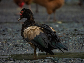pato dandose un baño, en un pequeño charco