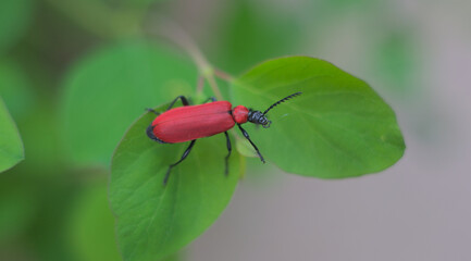 Scarlet lily beetle - obrazy, fototapety, plakaty