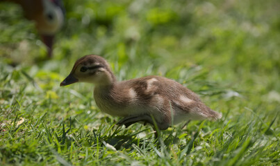 Duckling in the grass