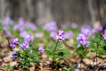 Obraz premium First spring forest flowers, Cardamine Dentaria bulbifera, selective focus. Purple and lilac forest flowers. Beautiful spring floral background