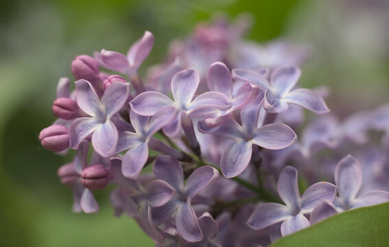Flowers in the garden