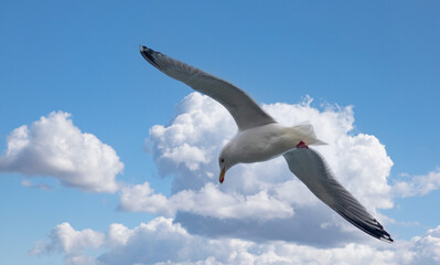 Seagull in flight,Northern Norway,scandinavia,Europe