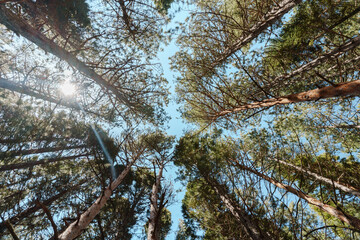 Fototapeta premium View from the bottom up on to sequoia trees branches.