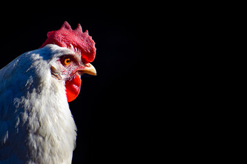 close up of a rooster