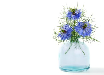 Obraz premium Nigella sativa or black cumin flower in a vase