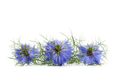Nigella sativa or black cumin flowers over white