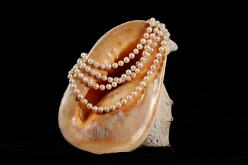 Big seashell with pearls on a black background, close up.