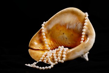 Big seashell with pearls on a black background, close up.