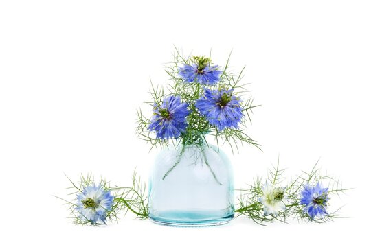 Nigella sativa or black cumin flowers in a vase