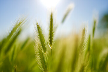 Wild grain grass stalks in the wind, under the afternoon sun in Venice, Italy.