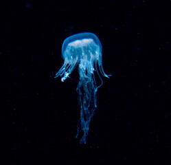 A Small blue glowing Cnidarian Jellyfish in Motion in deep water with a black background and some white flakes in surrounding water. In the Background, a smaller jellyfish in motion.
