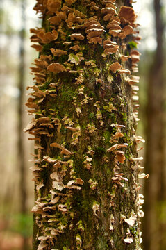 A Close Shot of Sapwood Rot / Sap Rot (Cerrena Unicolor) Polypore Fungi, loosely called a Shelf Fungus, Bracket Fungus, or Gilled Mushroom. Scattered on a Weathered Mossy Tree Trunk on Midday Spring