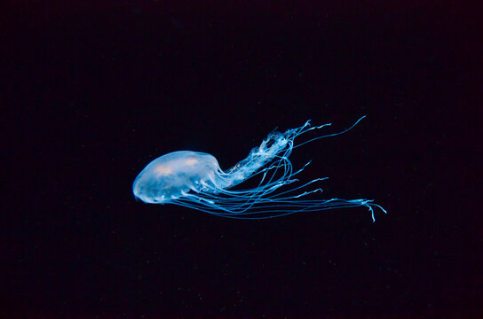 A Large blue glowing Cnidarian Jellyfish in Motion in deep water with a black background. Possibly a Moon Jellyfish.