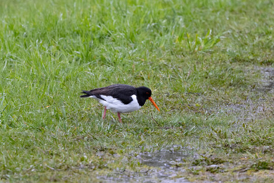 The Eurasian oystercatcher (Haematopus ostralegus) also known as the common pied oystercatcher, or palaearctic oystercatcher,[2] or (in Europe) just oystercatcher,Northern Norway,scandinavia,Europe