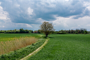 A drone view of the beautiful of young green meadows
