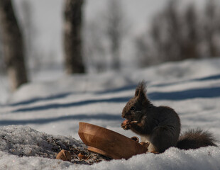 Squirrel eating hazel nuts in the snow in norwegians mountains, close-up.