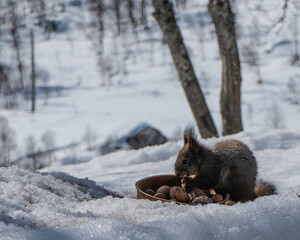 Squirrel eating hazel nuts in the snow in norwegians mountains, close-up.