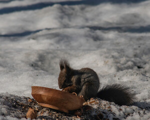 Squirrel eating hazel nuts in the snow in norwegians mountains, close-up.
