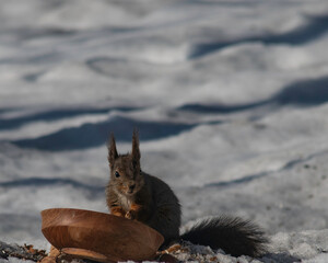 Squirrel eating hazel nuts in the snow in norwegians mountains, close-up.