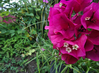 Purple or hot pink bougainvillea