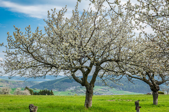 old, white blooming cherry tree against a mountainous, rural background