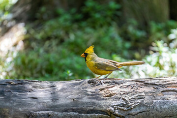 Rare Northern Cardinal on a log in Gainesville, Florida.