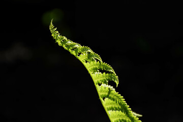 young fern leaf on a black background