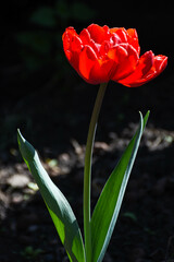 red opened tulip on a dark background
