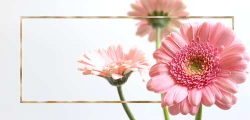 Beautiful pink flowers on white background. Bunch of spring summer gerbera flowers in gold frame. Mock up. Place for text