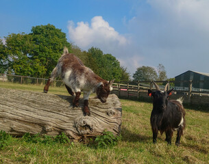 Two Pedigree Pygmy goats playing on a log in their penning on a small farm in Norfolk