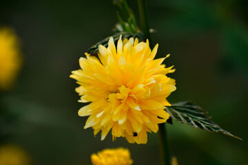 Żółty kwiat