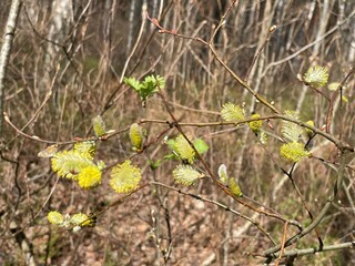 flowers on the ground