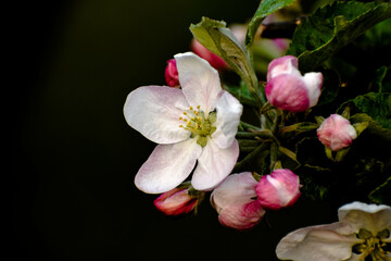 Obraz na płótnie Canvas Kwiat jabłoni
