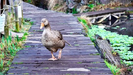 早朝の金鱗湖の遊歩道を歩く野生の鴨
