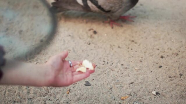 Close up of female hand giving bread crumb to pigeon, feeding street birds