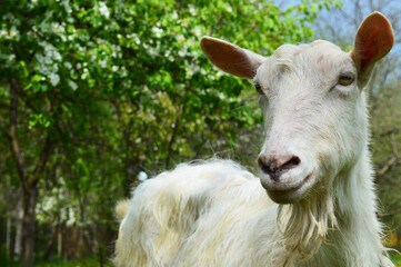 White goat looking directly, with green grass in the background. Wildlife, animals.Funny goats standing among grass. Sunset background. Copyspace
