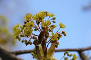 small yellow flowers bloom on the bushes, spring nature