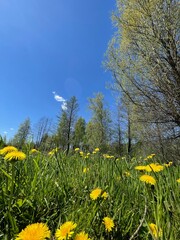 field of dandelions