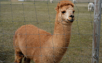 Obraz premium Closeup of an alpaca on a farm on a clear sunny day