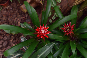 Flowers bloomin in spring time