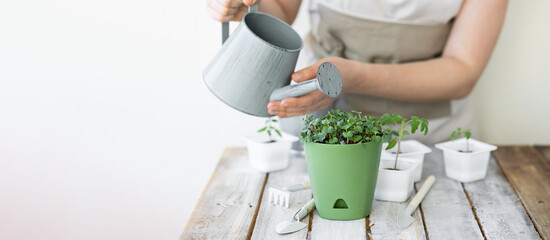 Young tomatoes, parsley, chives, arugula micro greens. Home small garden and agriculture concept. Young woman with watering can planting herbs and vegetables at home in the pots. Banner copy space