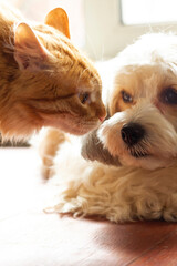 A red fluffy cat sniffs the muzzle of his dog friend. Communication between pets