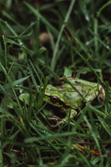 frog on the grass