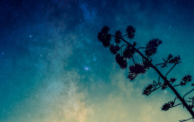 Fototapeta na wymiar Charming tree branch in a blue night