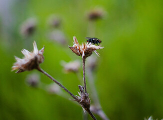 Black insect on a flower with a green background